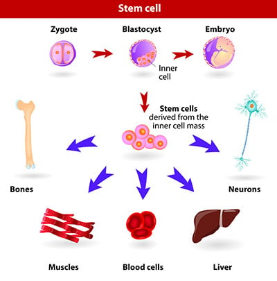 Stem cell applications